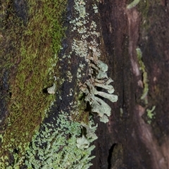 Unverified Lichen at Paddys River, ACT - 5 Jun 2025 by AlisonMilton