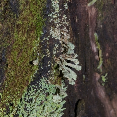 Unverified Lichen at Paddys River, ACT - 5 Jun 2025 by AlisonMilton