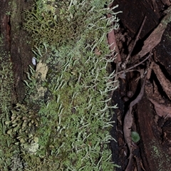 Unverified Lichen at Paddys River, ACT - 5 Jun 2025 by AlisonMilton