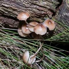 Mycena sp. (genus) (Mycena) at Paddys River, ACT - 5 Jun 2025 by AlisonMilton