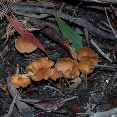 Unverified Cap on a stem; gills below cap [mushrooms or mushroom-like] at Paddys River, ACT - 5 Jun 2025 by AlisonMilton