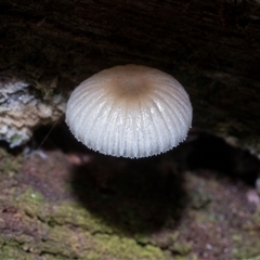 Unverified Cap on a stem; gills below cap [mushrooms or mushroom-like] at Paddys River, ACT - 5 Jun 2025 by AlisonMilton