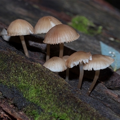 Mycena sp. (genus) (Mycena) at Paddys River, ACT - 5 Jun 2025 by AlisonMilton