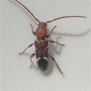 Ectosticta cleroides (Longicorn or Longhorn beetle) at Hackett, ACT - 16 Nov 2025 by Pirom