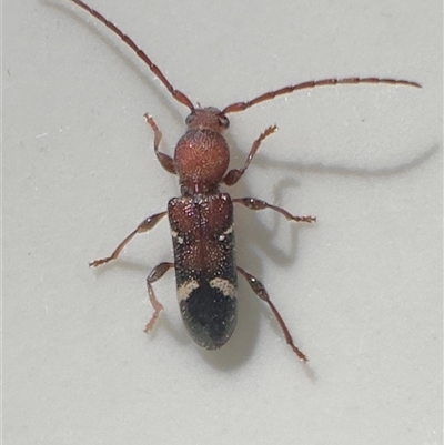 Ectosticta cleroides (Longicorn or Longhorn beetle) at Hackett, ACT - 16 Nov 2025 by Pirom