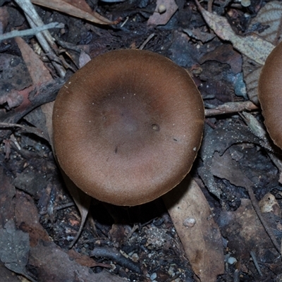 Cortinarius sp. (Cortinarius) at Paddys River, ACT - 5 Jun 2025 by AlisonMilton