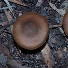 Unverified Cap on a stem; gills below cap [mushrooms or mushroom-like] at Paddys River, ACT - 5 Jun 2025 by AlisonMilton