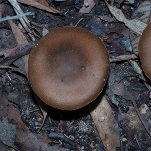 Unverified Cap on a stem; gills below cap [mushrooms or mushroom-like] at Paddys River, ACT - 5 Jun 2025 by AlisonMilton
