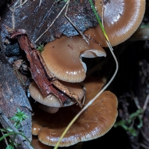 Unverified Cap on a stem; gills below cap [mushrooms or mushroom-like] at Paddys River, ACT - 5 Jun 2025 by AlisonMilton