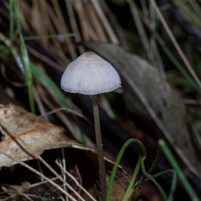 Unverified Cap on a stem; gills below cap [mushrooms or mushroom-like] at Paddys River, ACT - 5 Jun 2025 by AlisonMilton