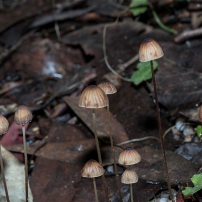 Marasmius at Paddys River, ACT - 5 Jun 2025 by AlisonMilton