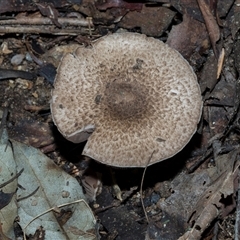 Agaricus sp. (Agaricus) at Paddys River, ACT - 5 Jun 2025 by AlisonMilton