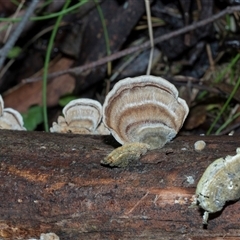 Trametes sp. at Paddys River, ACT - 5 Jun 2025 by AlisonMilton