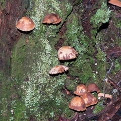 Unverified Cap on a stem; gills below cap [mushrooms or mushroom-like] at Paddys River, ACT - 5 Jun 2025 by AlisonMilton