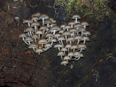 Unverified Cap on a stem; gills below cap [mushrooms or mushroom-like] at Paddys River, ACT - 5 Jun 2025 by AlisonMilton