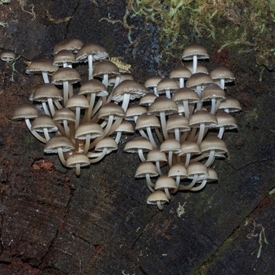 Mycena sp. (genus) (Mycena) at Paddys River, ACT - 5 Jun 2025 by AlisonMilton