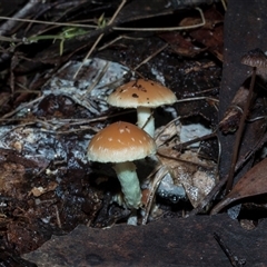 Unverified Cap on a stem; gills below cap [mushrooms or mushroom-like] at Paddys River, ACT - 5 Jun 2025 by AlisonMilton
