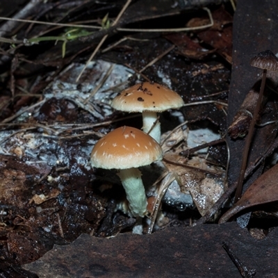Unverified Cap on a stem; gills below cap [mushrooms or mushroom-like] at Paddys River, ACT - 5 Jun 2025 by AlisonMilton