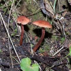 Unverified Cap on a stem; gills below cap [mushrooms or mushroom-like] at Paddys River, ACT - 5 Jun 2025 by AlisonMilton