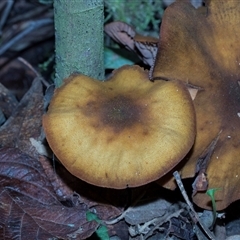 Armillaria sp. (A honey fungus) at Paddys River, ACT - 5 Jun 2025 by AlisonMilton