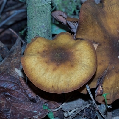 Armillaria sp. (A honey fungus) at Paddys River, ACT - 5 Jun 2025 by AlisonMilton