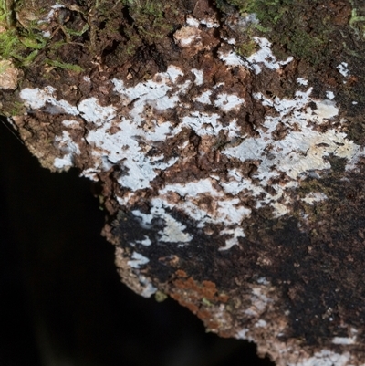 Unverified Fungus at Paddys River, ACT - 5 Jun 2025 by AlisonMilton