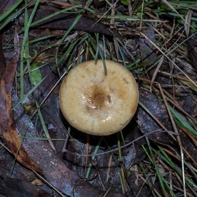 Austropaxillus sp. at Paddys River, ACT - 5 Jun 2025 by AlisonMilton