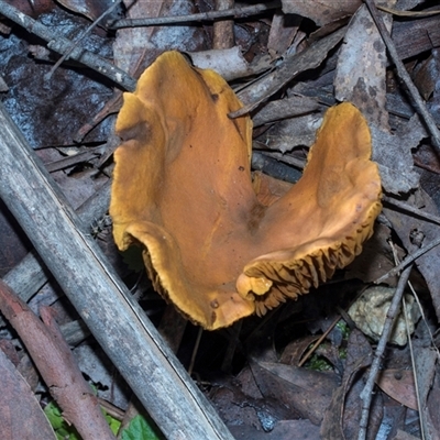 Austropaxillus infundibuliformis group at Paddys River, ACT - 5 Jun 2025 by AlisonMilton