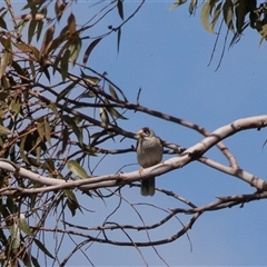 Manorina melanocephala at Adelaide, SA - 19 Sep 2025 by AlisonMilton