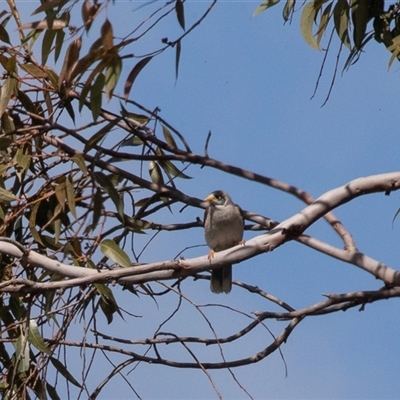 Manorina melanocephala at Adelaide, SA - 19 Sep 2025 by AlisonMilton