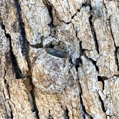 Unverified Unidentified Insect Gall at Bruce, ACT - 12 Nov 2025 by KMcCue