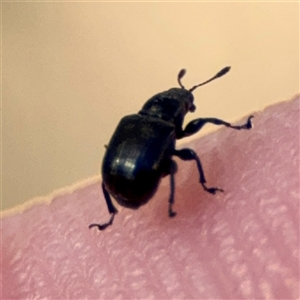 Coleoptera (order) at Campbell, ACT - 16 Nov 2025 by Hejor1