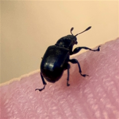 Coleoptera (order) at Campbell, ACT - 16 Nov 2025 by Hejor1