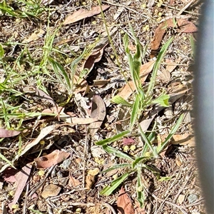 Plantago sp. at Ainslie, ACT - Today by Hejor1