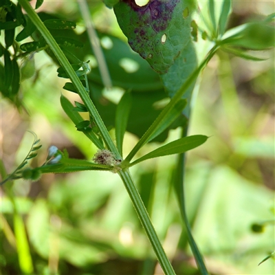 Galium aparine (Goosegrass, Cleavers) at Ainslie, ACT - 16 Nov 2025 by Hejor1
