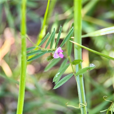 Vicia sativa subsp. nigra (Narrow-leaved Vetch) at Ainslie, ACT - 16 Nov 2025 by Hejor1