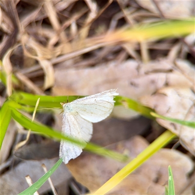 Geometridae (family) ADULT at Ainslie, ACT - 16 Nov 2025 by Hejor1