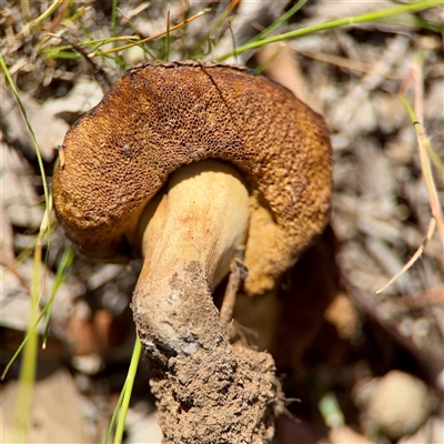 Kgaria sp. (genus) at Campbell, ACT - 16 Nov 2025 by Hejor1
