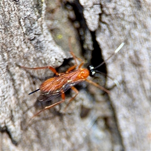 Stiromesostenus sp. (genus) at Ainslie, ACT - 16 Nov 2025 by Hejor1