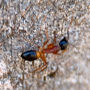 Camponotus consobrinus (Banded sugar ant) at Campbell, ACT - 16 Nov 2025 by Hejor1