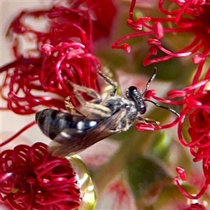 Lasioglossum sp. (genus) at Campbell, ACT - Yesterday by Hejor1