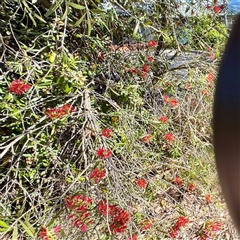Melaleuca (genus) (A Melaleuca) at Campbell, ACT - 16 Nov 2025 by Hejor1