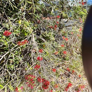 Melaleuca (genus) at Campbell, ACT - Today by Hejor1
