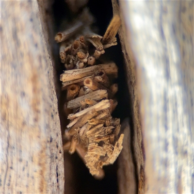 Lomera xanthochrysa at Ainslie, ACT - 16 Nov 2025 by Hejor1