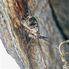 Fulgoroidea (superfamily) at Ainslie, ACT - 16 Nov 2025 by Hejor1