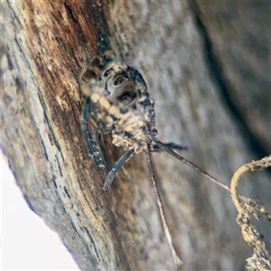 Fulgoroidea (superfamily) at Ainslie, ACT - Yesterday by Hejor1