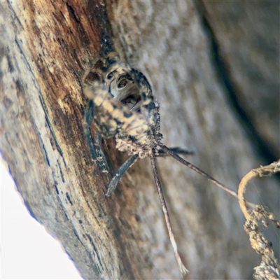 Fulgoroidea (superfamily) at Ainslie, ACT - 16 Nov 2025 by Hejor1