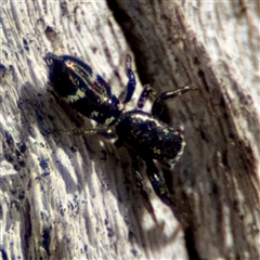 Salticidae (family) at Ainslie, ACT - 16 Nov 2025 by Hejor1