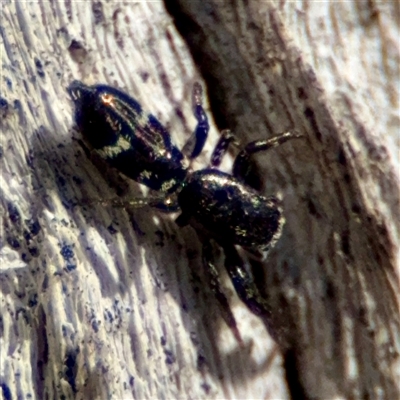 Salticidae (family) at Ainslie, ACT - 16 Nov 2025 by Hejor1