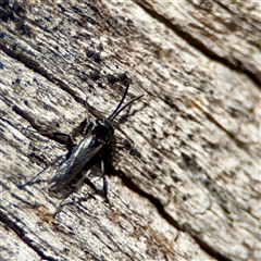 Apocrita (suborder) at Ainslie, ACT - 16 Nov 2025 by Hejor1